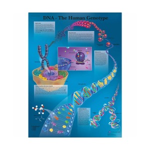 [독일3B] DNA 인간 유전자차트 The Human Genotype Chart VR1670L(코팅) 인체해부도