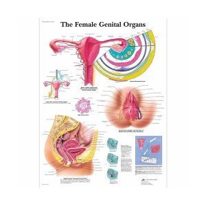[독일3B] 여성 생식기차트 The Female Genital Organs Chart VR1532L(코팅) 인체해부도